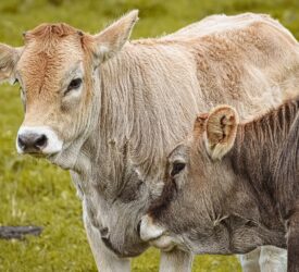 UK records first bluetongue outbreak of 2025/2026 season