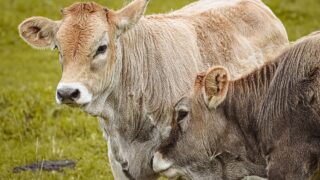 UK records first bluetongue outbreak of 2025/2026 season