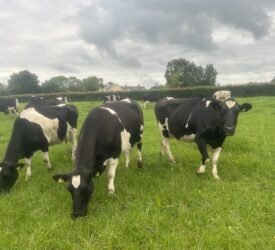 NI agriculture in ‘strong state of financial health’ – adviser