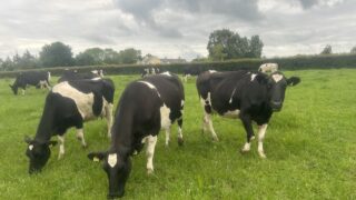 NI agriculture in ‘strong state of financial health’ – adviser