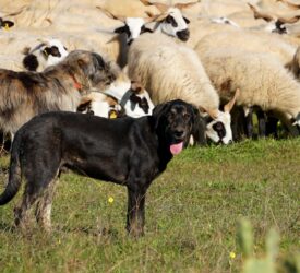 NSA urges holidaymakers to keep their dogs away from sheep