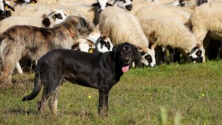 NSA urges holidaymakers to keep their dogs away from sheep