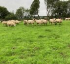 PSNI investigating theft of 21 lambs in Tyrone