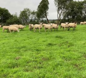 PSNI investigating theft of 21 lambs in Tyrone