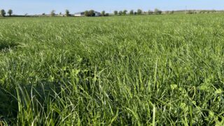 Grass-clover: Key to growing 15t DM/ha and reducing nitrogen