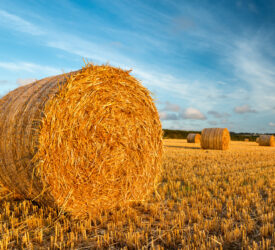 Straw availability in 2025: A tale of two islands