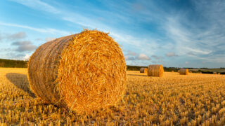Straw availability in 2025: A tale of two islands