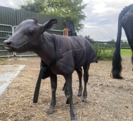 Meet the bald Co. Louth Dexter calf