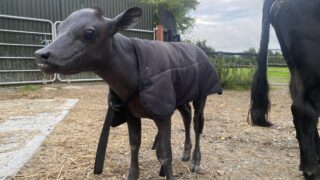 Meet the bald Co. Louth Dexter calf