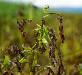 Mobile app for early detection  of potato blight in development