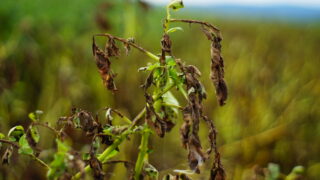 Mobile app for early detection  of potato blight in development