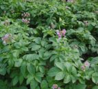 Certified seed potato imports from Scotland to be allowed into EU