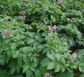 Certified seed potato imports from Scotland to be allowed into EU