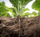 Emergency use of insecticide granted for beet moth in UK