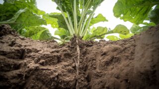 Emergency use of insecticide granted for beet moth in UK