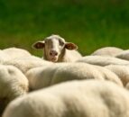 Police appeal for information after sheep attacked with crossbow