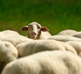 NI council launches investigation after five sheep reported killed over 10 days