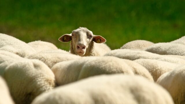 Police appeal for information after sheep attacked with crossbow