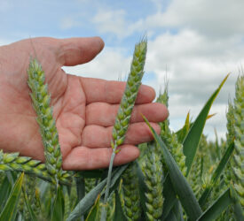 Rainfall stalls progress of UK Harvest 2025 – AHDB