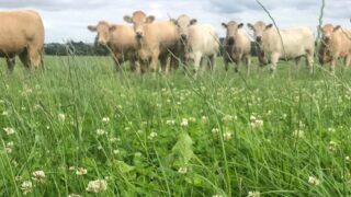 Watch out for bloat in your herd this summer