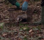 Farmers to lead new UK project on TB vaccination for badgers