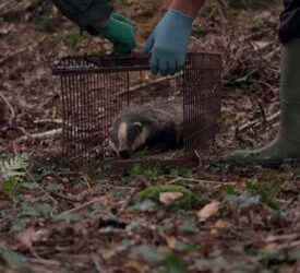Farmers to lead new UK project on TB vaccination for badgers