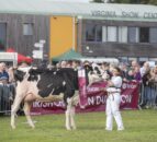 Dairy breeding elite set for Cavan as Baileys Champion Cow returns