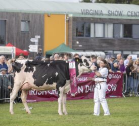 Dairy breeding elite set for Cavan as Baileys Champion Cow returns
