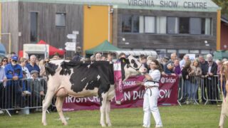 Dairy breeding elite set for Cavan as Baileys Champion Cow returns