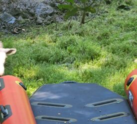 Video: Welsh fire crews rescue sheep stranded for a week on island