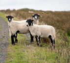 CAFRE open day to highlight productivity for sheep enterprises