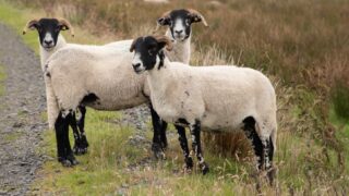 CAFRE open day to highlight productivity for sheep enterprises