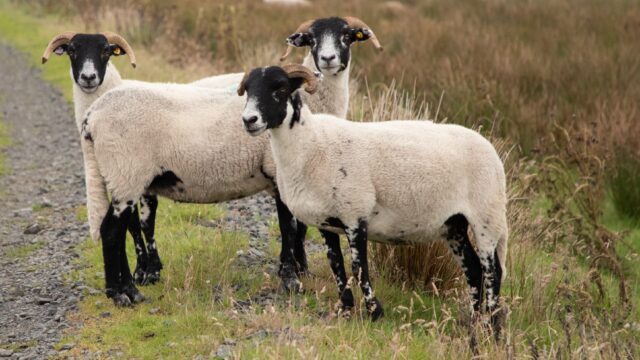 CAFRE open day to highlight productivity for sheep enterprises