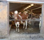 Australia develops world-first biodegradable vaccine for FMD