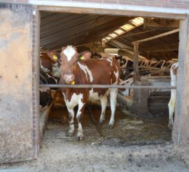 Australia develops world-first biodegradable vaccine for FMD