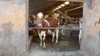 Australia develops world-first biodegradable vaccine for FMD