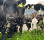 Summer scour in calves an issue on many farms this year