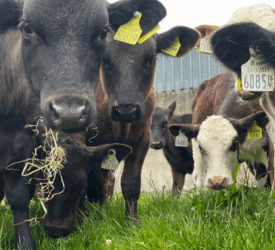Summer scour in calves an issue on many farms this year