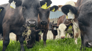 Summer scour in calves an issue on many farms this year
