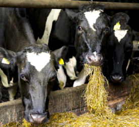 Danish technology aims to eradicate methane emissions from livestock barn air