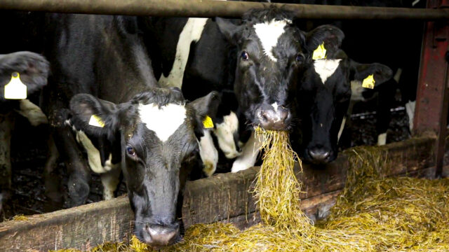 Danish technology aims to eradicate methane emissions from livestock barn air