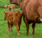 New suckler cow calculator for NI farmers launched