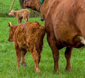 New suckler cow calculator for NI farmers launched
