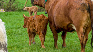 New suckler cow calculator for NI farmers launched