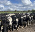 Sticking to the 16:8 milking interval into the autumn months