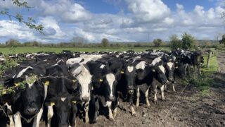 Sticking to the 16:8 milking interval into the autumn months