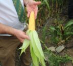 NI forage maize growers expecting earliest harvest in living memory