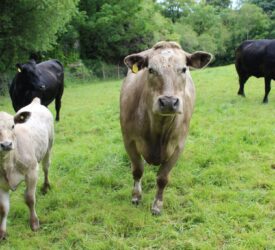 New tool for suckler farmers to boost profit and reduce emissions