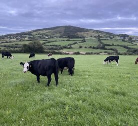 Beef trade: Where to now for beef prices and the autumn cattle trade?