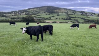 Beef trade: Where to now for beef prices and the autumn cattle trade?